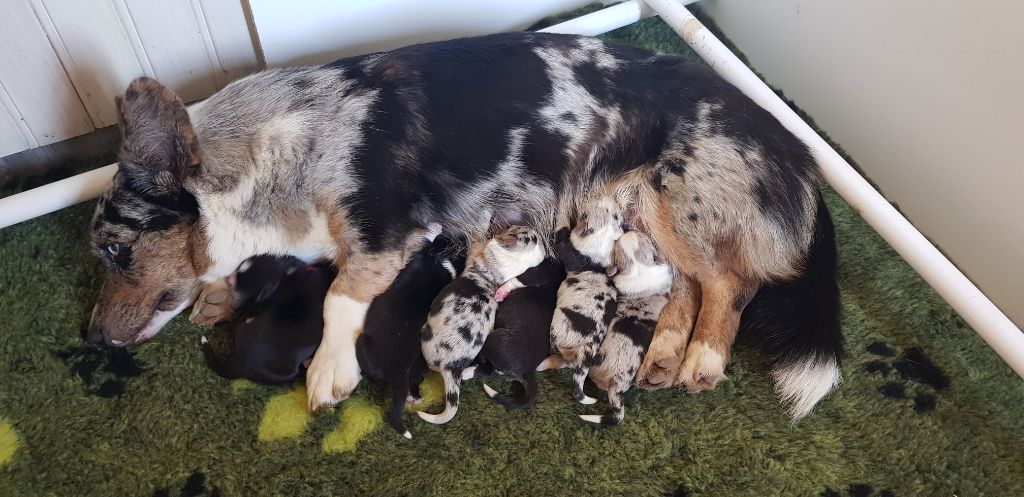 Des Ered De Mononoke - Welsh Corgi Cardigan - Portée née le 07/12/2019