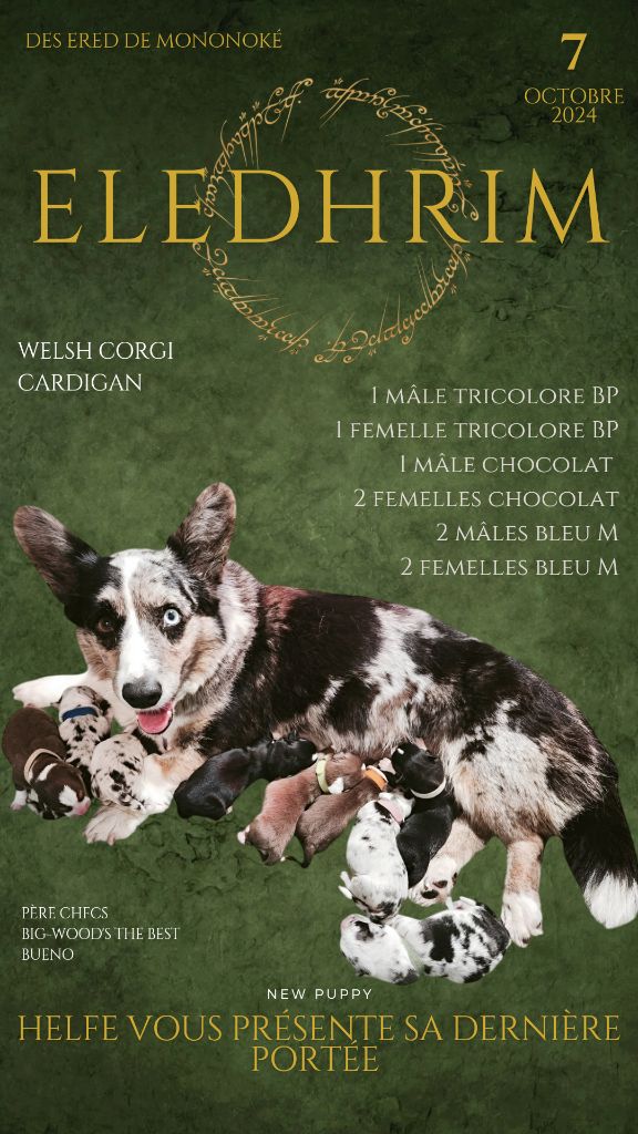 chiot Welsh Corgi Cardigan Des Ered De Mononoke